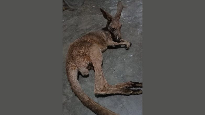 West Bengal: Forest Officials Rescue Third Kangaroo in a Day in Belacoba Forest Range, Investigation Underway