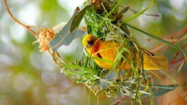 Science News | Researchers Find Vegetarian Birds Are More Sociable Than Insect Eaters