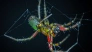 Science News | Research: Auditory Sensing Can Be Achieved by Spiders Using Webs as External Eardrums