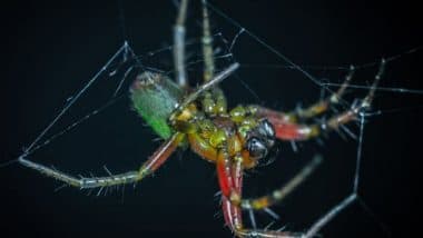 Science News | Research: Auditory Sensing Can Be Achieved by Spiders Using Webs as External Eardrums