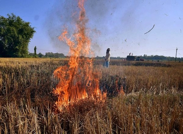 India News | Delhi Govt Issues 21 Notices Under Anti-open Burning Drive