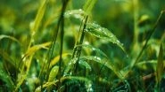 Science News | Study Finds How Plants Protect Themselves from Pathogens in Rain