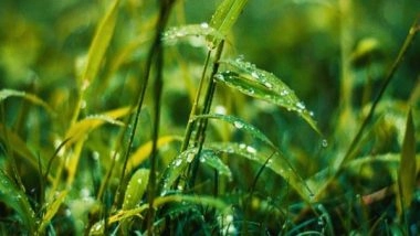 Science News | Study Finds How Plants Protect Themselves from Pathogens in Rain