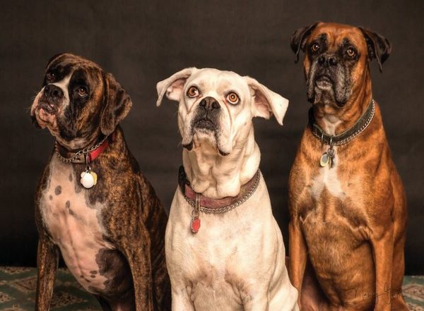 Service Dogs Improve Lives of Veterans With Post-Traumatic Stress Disorder, Says Study