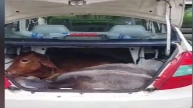 India News | Assam: One Cattle Smuggler Killed, Another Injured in Police Encounter