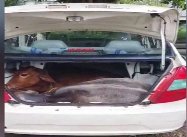 India News | Assam: One Cattle Smuggler Killed, Another Injured in Police Encounter