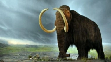 Science News | Study Identifies More Than 500 Animal Species Considered to Be Lost