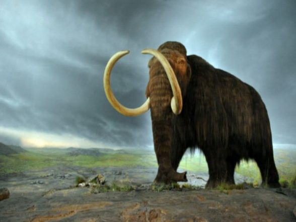 Science News | Study Identifies More Than 500 Animal Species Considered to Be Lost - Vimarsana News