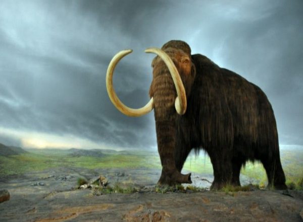 Science News | Study Identifies More Than 500 Animal Species Considered to Be Lost