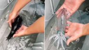Transparent Fish! Viral Video Of Squid Glass Fish That Changes Its Colour When Taken Out of Water Will Make Your Jaw Drop 