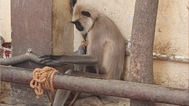 Uttar Pradesh: Gray Langur Kept Illegally in Residential Society Rescued by PETA and Forest Officials