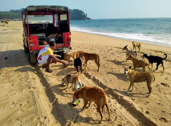 Supreme Court Lifts Stay on Delhi High Court Order on Guidelines Relating to Feeding of Stray Dogs