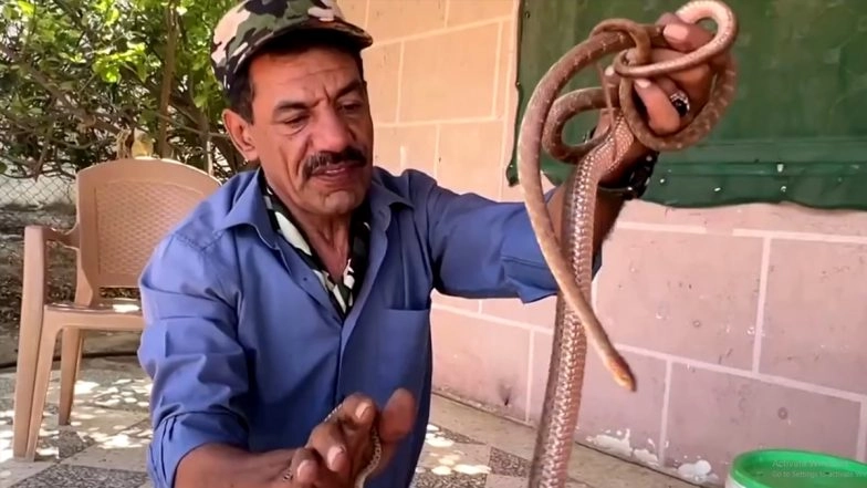 Watch: Snake Hunter Yaseen Al-Sqour Keeps Homes Safe From Slithering Reptiles And Raises Awareness About Different Kinds of Snakes in Jordan