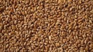 Wheat Prices Hit Record High After India Restricts Exports