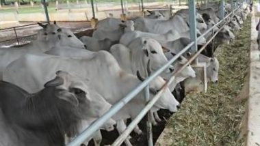 Tamil Nadu: Tirupur Dairy Farmers Affected As Hiked Cotton Price Raises Price of Cattle Feed
