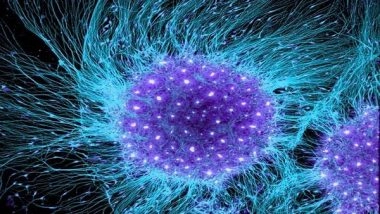 Health News | Nearly Half of the Brain's Cells Execute New Functions, According to Researchers