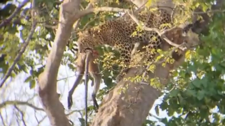 Leopard Caught Hunting Monkey on Tree at Panna Tiger Reserve, Madhya Pradesh; Watch the Goosebumps-Inducing Video