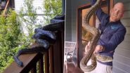 Australian Family Finds 4 Giant Carpet Pythons Slithering Around Their Porch, Seemingly Looking to Mate; Watch Viral Video