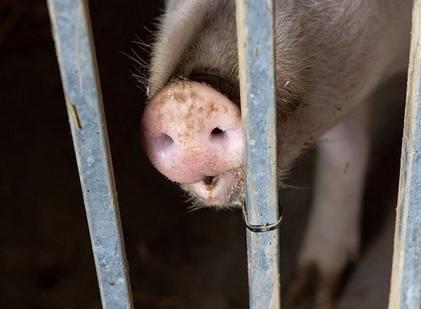 India News | Biswanath District Administration Culls 70 Pigs to Prevent Spread of African Swine Fever