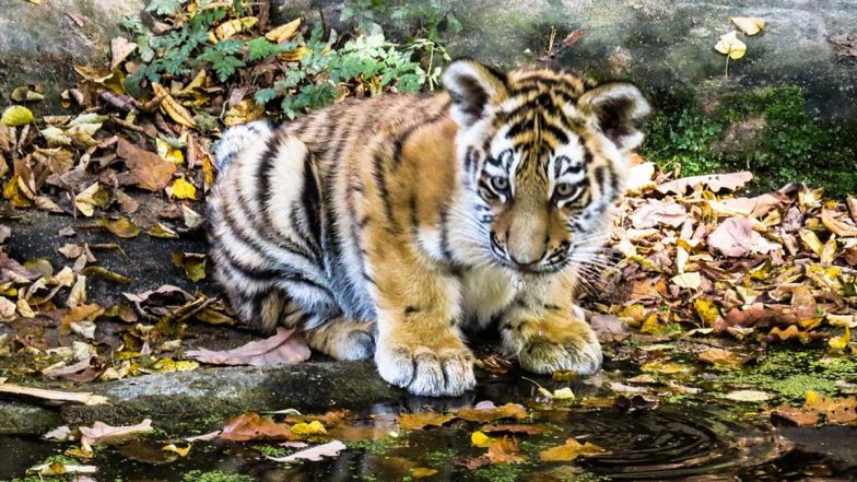 Madhya Pradesh: Two Tiger Cubs Rescued from Irate Villagers in Seoni