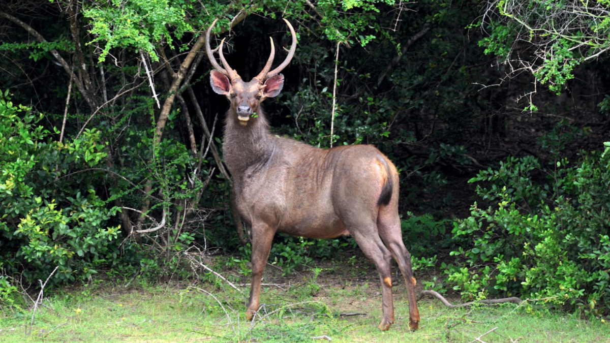 Assam: First Photographic Evidence of Sambar Deer Reported in Pangolakha  Wildlife Sanctuary | LatestLY