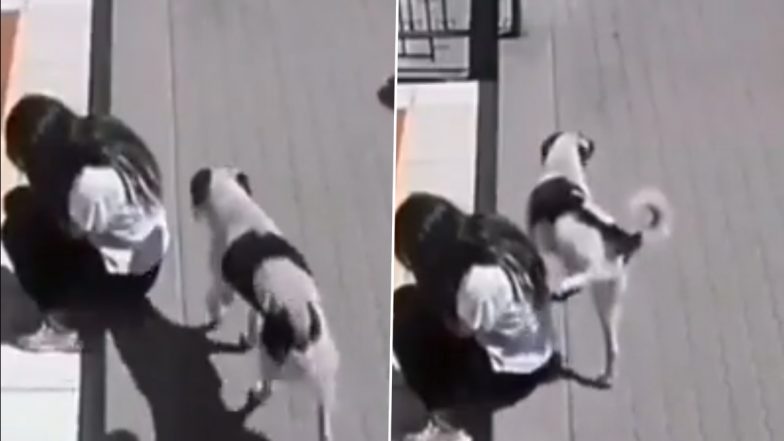 Stray Dog Pees On Sad Woman And Walks Away Coolly, Painfully Funny Video Goes Viral