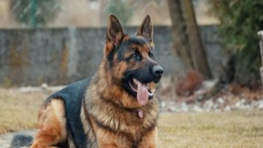 Health News | Study Reveals Service Dogs Improve Lives of Veterans Suffering from PTSD