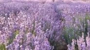 India News | India's First Lavender Festival Held in J-k's Bhaderwah