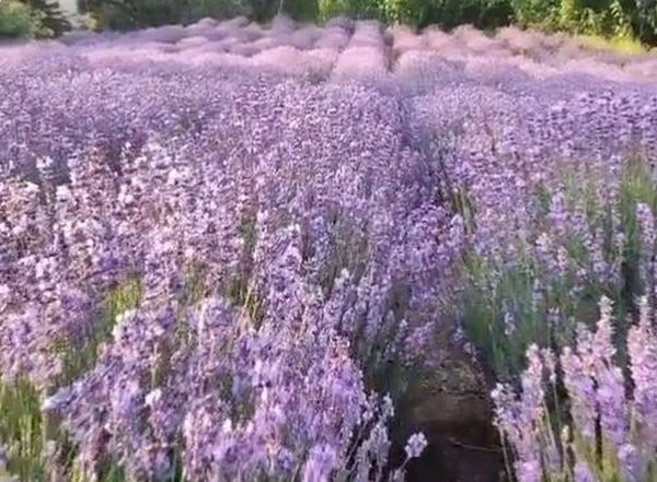 India News | India's First Lavender Festival Held in J-k's Bhaderwah