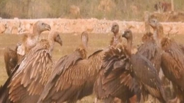 India News | Delhi HC Notice to Centre on PIL for Conservation of Vultures
