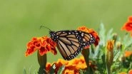 Science News | Light Pollution Can Interfere with Navigational Abilities of Monarch Butterflies: Research