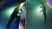 Croc ’n’ Roll! Florida Family Shaken Up After Finding Giant Alligator Chilling in Their Swimming Pool; See Pics