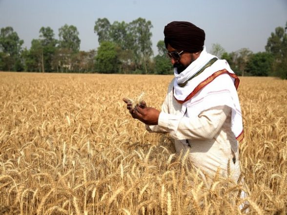 India News | Centre Relaxes Quality Norms for Procurement of Shrivelled, Broken Grains Up to 18 Pc Without Value Cut - Vimarsana News