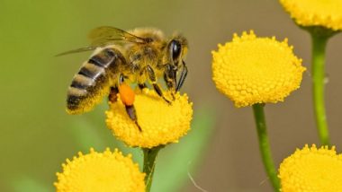 Science News | Research: DNA Contained in Honey Reveals Honeybee Health
