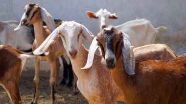 Uttar Pradesh: Ahead of Bakrid Festival, Eight Miscreants Loot Truck Loaded With 40 Goats in Prayagraj