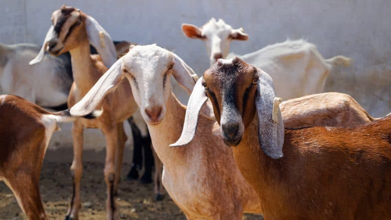 Eid-ul-Azha 2022: Indore Witnesses Shortage of Goats Due to High Demand Ahead of Bakrid | LatestLY