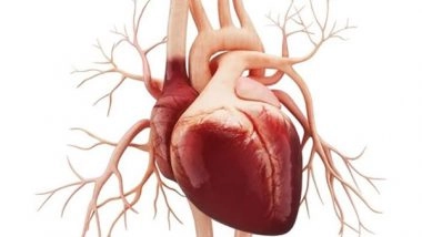 Lifestyle News | Study Finds Being Unmarried is Associated with a Higher Risk of Death in Heart Failure Patients