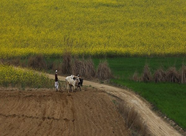 PM Kisan Scheme: 21 Lakh Farmers Selected in Uttar Pradesh Found Ineligible, Says State Agriculture Minister Surya Pratap Shahi