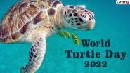 World Turtle Day 2022: From Painted Terrapin To Radiated Tortoise; 5 Endangered Turtle Species That May Become Extinct in Our Lifetime (Watch Videos)