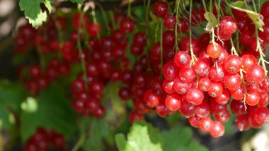 Cranberries May Help Improve Memory and Fight Dementia, Says Study