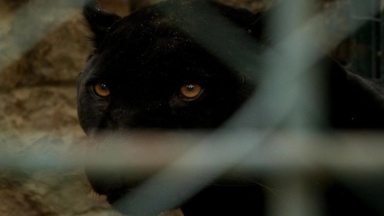 Black Panther Spotted at Bhagwan Mahavir Wildlife Sanctuary in Goa