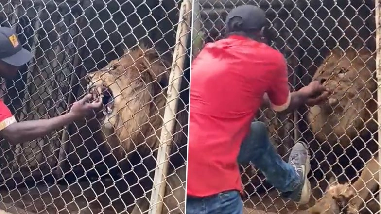 Lion Bites Off Man's Finger Who Was Disturbing The Beast Through the Fence in Jamaican Zoo; Watch Viral Graphic Video At Your Own Risk!