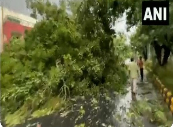 India News | Rain and Hailstorm in Delhi; Trees Uprooted, Flights Diverted
