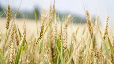 World News | Pakistan: After Fuel and Electricity Crisis, Wheat Prices Soar to All-time High
