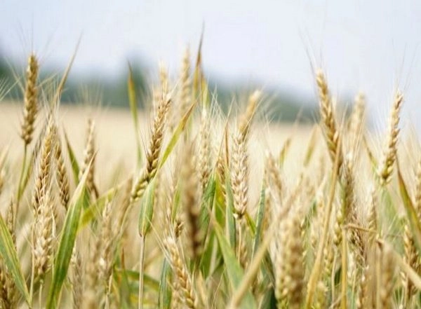 World News | Pakistan: After Fuel and Electricity Crisis, Wheat Prices Soar to All-time High