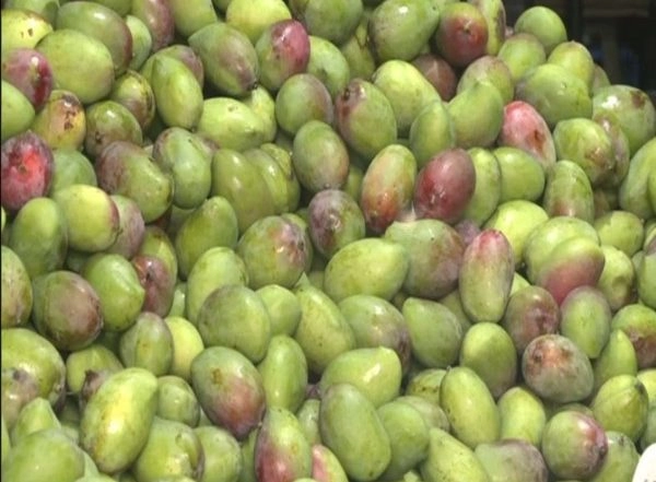 India News | Scorching Heat, Scanty Rainfall Affect Mango Production in Bengal, Prices Soar