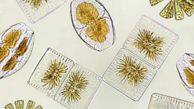 Science News | Ocean Acidification Leading to Decline in Diatoms: Study