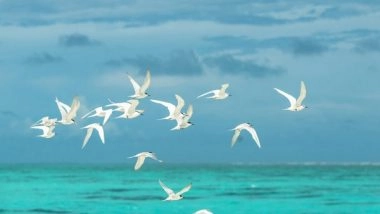 Science News | Researchers Observe Increasing Decline in Bird Population Globally