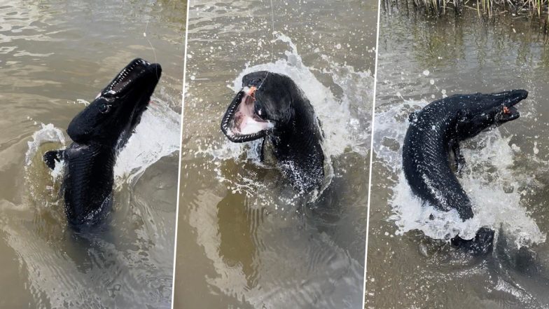 Jet-Black River Beast! Fishermen Catch Rare Alligator Gar With Large Scary White Teeth in Texas; Netizens Call It 'Alien Creature'