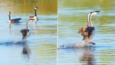 Love in the Wild! Viral Video of Two Western Grebe Running Along the Surface of The Water Captures Internet’s Fascination